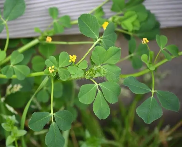 Medicago Spp